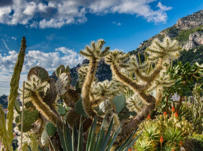 Schoene Aussichten Touristik-Jardin Exotique_Copyright Monaco Government Communication Department